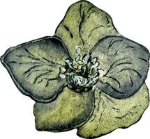waterverf donker grijs nieskruid bloem geïsoleerd Aan wit achtergrond. gotisch bloemen botanisch illustratie hand- getrokken. gotisch donker bruiloft decoratie in wijnoogst stijl. element voor uitnodiging, backdrop vector