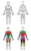 mannen lichaam omtrek spieren afbeelding vector
