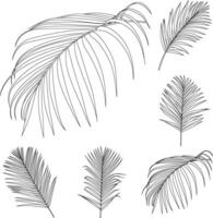 areca palm bladeren lijn kunst tropisch fabriek blad verzameling geïsoleerd Aan wit achtergrond vector