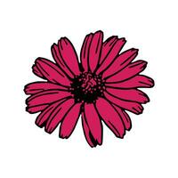 gerbera madeliefje roze bloem geïsoleerd bloem geïsoleerd roze bloem vector