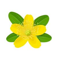 vector illustratie, hypericum perforatie, algemeen bekend net zo st John's wort, geïsoleerd Aan wit achtergrond.