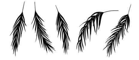 reeks van tropisch palm bladeren silhouetten. zwart en wit exotisch fabriek geïsoleerd Aan wit achtergrond vector