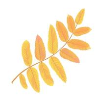 lijsterbes bessen vector voorraad illustratie. geel bladeren. herfst boom, rood vruchten. geïsoleerd Aan een wit achtergrond.