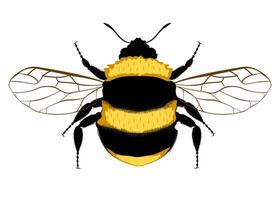 hommel, bij. hommel logo. wesp. hommel Aan wit achtergrond. vector