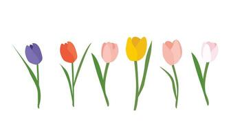 tulp bloem vector illustratie. kleurrijk tulp vector. voorjaar bloem. bloemen klem kunst. natuur concept. bloemen en planten. vlak vector in tekenfilm stijl geïsoleerd Aan wit achtergrond.