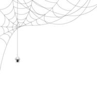 wit achtergrond met spinneweb en spin. insecten. illustratie, achtergrond met kopiëren ruimte, vector