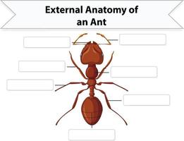 externe anatomie van een mier werkblad vector