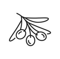 olijf- fruit met bladeren, dun lijn icoon vector