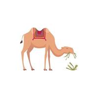 woestijn kamelen dieren voor reizen door afrika of egypte vector
