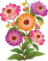 zinnia elegans bloem illustratie vector