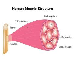 menselijk spier structuur wetenschap ontwerp vector illustratie diagram