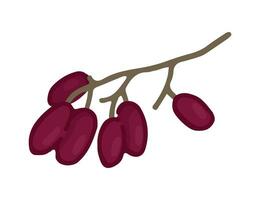 tekenfilm clip art van takje met berberis. tekening van herfst oogst. hedendaags vector illustratie geïsoleerd Aan wit achtergrond.