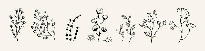 zwart vector droog kruiden, droog bloemen. natuurlijk geneeskunde illustratie. katoen, bladeren en twijgen