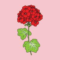 de illustratie van geraniums bloem vector