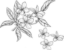 frangipani bloem botanisch schetsen illustratie vector