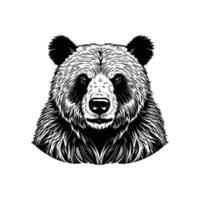 vector hand- getrokken illustratie van beer. geïsoleerd Aan wit achtergrond.