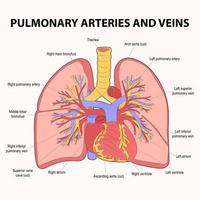 0365pulmonale slagaders en aders. pulmonale circulatie. vector