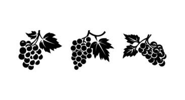 druiven in bloeien artistiek wijngaard vector