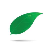 groen blad met waterdruppelsjabloon voor uw ontwerp vector