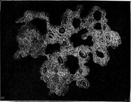 de oorsprong van leven. protoplasma verzameld in de diepten van de zee gr 700 diameters, wijnoogst gravure. vector