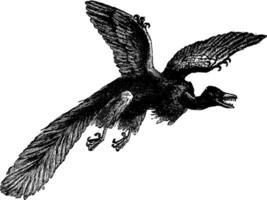 de archaeopteryx oudste fossiel vogel ontdekt, wijnoogst gravure. vector