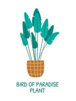 vector geïsoleerd tekenfilm illustratie van een huis tropisch fabriek vogel van paradijs, strelizia, in een pot of mand.