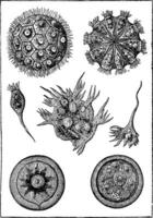 protisten, tussenproduct wezens. de magosphaera planula, wijnoogst gegraveerde illustratie. aarde voordat Mens 1886. vector