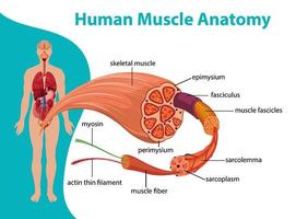 menselijke spieranatomie met lichaamsanatomie vector