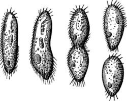 voortplanting van een diatomeeën spontaan divisie, wijnoogst gravure. vector