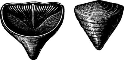 weekdieren brachiopoden van de devoon periode. calceola sandelina, wijnoogst gravure. vector