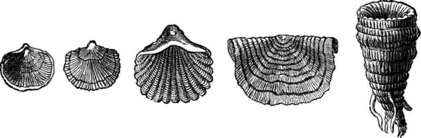 de eerste dieren. fossiel schelpen van brachiopoden van de siluur periode, wijnoogst gravure. vector