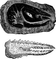 schaaldieren van de trias tijdperk, rauw rivierkreeft en klauwen, wijnoogst gravure. vector