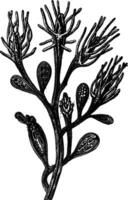 hydroid zoetwater, kolonie cordylophora lacustris, van edmond na perier, wijnoogst gravure. vector