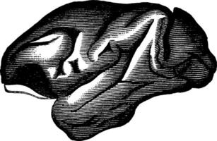 makaak brein, wijnoogst gravure. vector