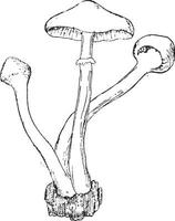 melleus apparaat vruchtlichamen van agaricus, wijnoogst gravure. vector