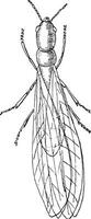 termiet Lucifugus, individu mannelijk, wijnoogst gravure. vector