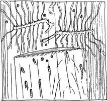 galerijen van tomicus curvidens in de floëem van een boom kofferbak, wijnoogst gravure. vector