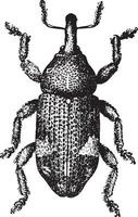 pissodes piniphilus, wijnoogst gravure. vector