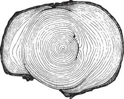 kruis sectie van een boom romp presenteren drie verwondingen zijn wild dieren, meer of minder helemaal genezen, wijnoogst gravure. vector