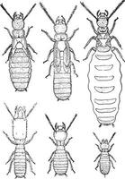 termieten lucifugus van na c. lespes, wijnoogst gravure. vector