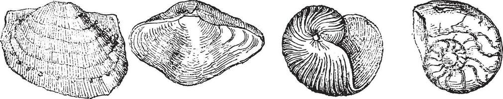 productus martini, bezielen glaber, bellerophon costatus, goniatieten evolutie, wijnoogst gravure. vector