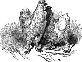 mannetje en vrouw kip, wijnoogst gravure. vector