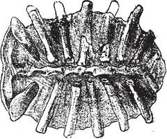 fossiel schelp schildpad trionyx, wijnoogst gravure. vector