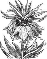 fritillaria, wijnoogst gravure. vector