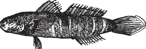 gobiosoma bosc, wijnoogst gravure. vector