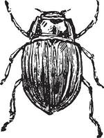 chrysomelidae, wijnoogst gravure. vector