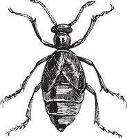 blaar kever of melodie spp. vector