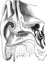 een schematisch visie van de oor, wijnoogst gravure. vector