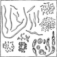 sfeervol bacterieën, uitvergroot 1000 keer in diameter, a, b. vibrio, c, d. bacteriën, f, g, h. micrococcus verscheidene, i. heersen gevarieerd, wijnoogst gravure. vector