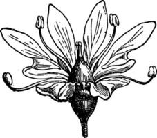 bloem koriander, wijnoogst gravure. vector